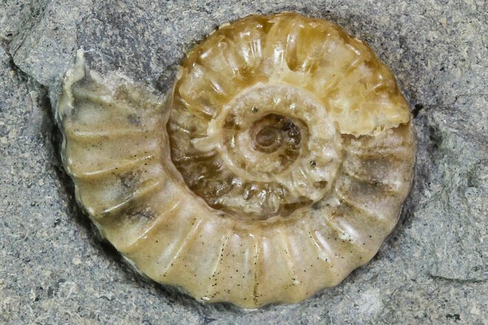 Fossil Ammonite (Promicroceras) - Lyme Regis #110700